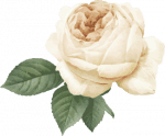 white_rose_single.png